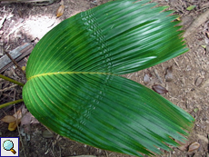Die Palmenart Verschaffeltia splendida ist ebenfalls endemisch