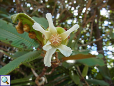 Blüte von Dillenia ferruginea, einer weiteren endemischen Pflanzenart