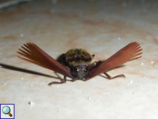 Callirhipis philiberti (Father Philibert's Beetle)