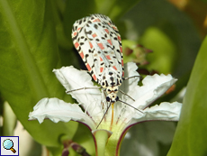 Heliotropmotte (Heliotrope Moth, Utetheisa pulchelloides pulchelloides)
