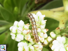 Raupe der Heliotropmotte (Heliotrope Moth, Utetheisa pulchelloides pulchelloides)