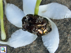 Protaetia aurichalcea, Totfund
