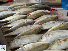 Fangfrischer Fisch spielt in der Küche der Seychellen eine große Rolle
