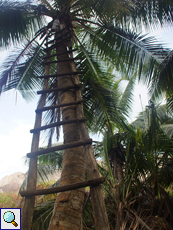 Kletterhilfe für die Kokosnussernte