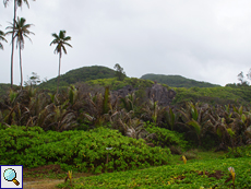 Unmittelbar oberhalb des Strandes von Grand Anse beginnt der Wanderweg zur Petite Anse
