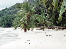 Palmen am Strand in der Bucht Baie Lazare
