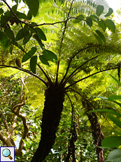 Cyathea sechellarum, ein endemischer Baumfarn