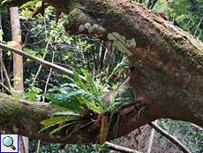 Vogelnest-Streifenfarn (Asplenium nidus) auf einem umgestürzten Baum