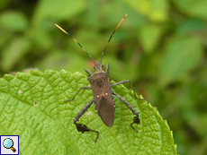 Leptoglossus gonagra (Citron Bug)
