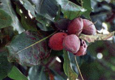 Indischer Mandelbaum (Sea Almond Tree, Terminalia catappa)