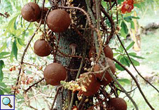 Kanonenkugelbaum (Cannonball Tree, Couroupita guianensis)