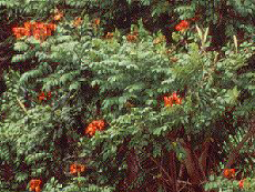 Afrikanischer Tulpenbaum (African Tulip Tree, Spathodea campanulata)