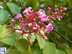 Blüten der Karambole oder Sternfrucht (Carambola, Averrhoa carambola)