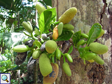 Junge Früchte des Jackfruchtbaums (Jackfruit Tree, Artocarpus heterophyllus)