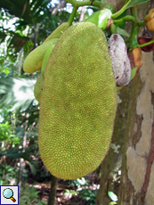 Frucht des Jackfruchtbaums (Jackfruit Tree, Artocarpus heterophyllus)