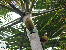Deckenia nobilis (Palmiste)