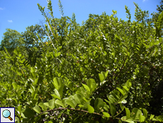 Kokospflaume (Cocoplum, Chrysobalanus icaco)