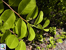 Kokospflaume (Cocoplum, Chrysobalanus icaco)