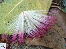 Herabgefallene Blüte des Fischgiftbaums oder Putatbaums (Sea Poison Tree, Barringtonia asiatica)