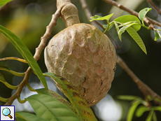 Cherimoya oder Netzannone (Custard Apple, Annona reticulata)
