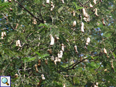 Indische Tamarinde (Tamarind, Tamarindus indica)