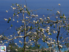 Kapokbaum (Silk Cotton Tree, Ceiba pentandra)