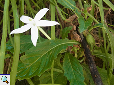 Hippobroma longiflora (Star of Bethlehem)