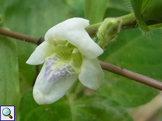 Asystasia gangetica (Chinese Violet)
