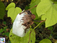 Behaarte Baumwolle (Upland Cotton, Gossypium hirsutum)