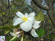 Duftende Frangipani (Frangipani, Plumeria obtusa)