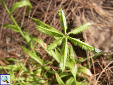 Dactyloctenium aegyptium (Egyptian Crowfoot Grass)