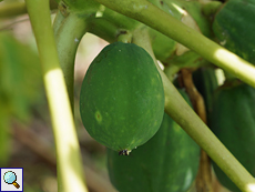 Frucht an einem Papayabaum (Papaya Tree, Carica papaya)