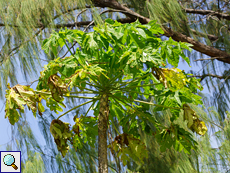 Papayabaum (Papaya Tree, Carica papaya)
