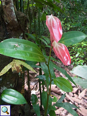 Junger Ceylon-Zimtbaum (Ceylon Cinnamon, Cinnamomum verum)