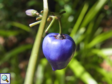 Frucht der Chinesischen Flachslilie (Dianella ensifolia)