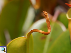 Sehr junge, noch nicht voll entwickelte Kanne von Nepenthes pervillei