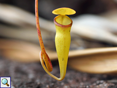 Nepenthes pervillei