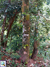 Jackfruchtbaum (Jackfruit Tree, Artocarpus heterophyllus)