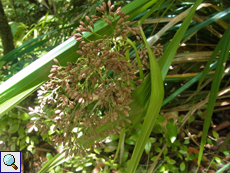 Mapania floribunda