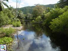 Die Vegetation reicht an Praslins Flüssen bis zu dessen Ufern