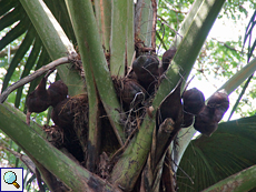 Seychellenpalmen (Lodoicea maldivica)