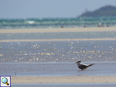 Eilseeschwalbe (Sterna bergii) am Strand bei Ebbe