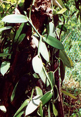 Vanille (Vanilla, Vanilla planifolia)