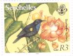 Seychellennektarvogel (Seychelles Sunbird, Nectarinia dussumieri)