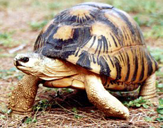 Die männliche Strahlenschildkröte Jeremy (Radiated Tortoise, Astrochelys radiata)