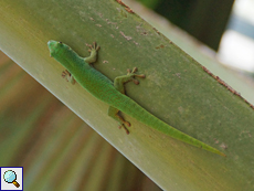 Großer Seychellen-Taggecko (Seychelles Giant Day Gecko, Phelsuma sundbergi sundbergi), Nominatform