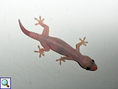 Hausgecko (Four-clawed Gecko, Gehyra mutilata)