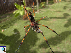 Nephila inaurata madagascariensis (Red-legged Golden Orb-web Spider), Weibchen von unten