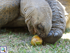 Aldabra-Riesenschildkröte (Aldabra Giant Tortoise, Geochelone gigantea)