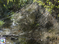 Baldachin-artiges Gemeinschaftsnetz vonNephila inaurata madagascariensis (Red-legged Golden Orb-web Spider)